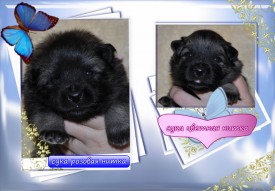 VipTalisman2.jpg1мб.jpg (288.01 КБ, Просмотров: 3197) VipTalisman2.jpg1мб.jpg