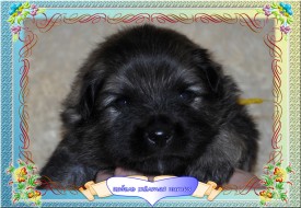 VipTalisman3.jpg1мб.jpg (447.59 КБ, Просмотров: 3195) VipTalisman3.jpg1мб.jpg