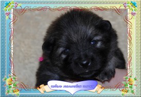 VipTalisman4.jpg1мб.jpg (449.23 КБ, Просмотров: 2928) VipTalisman4.jpg1мб.jpg