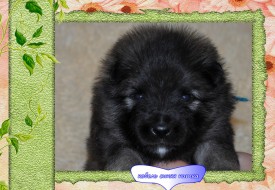 VipTalisman5.jpg1мб.jpg (478.76 КБ, Просмотров: 2928) VipTalisman5.jpg1мб.jpg