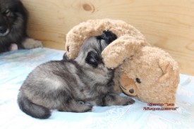 IMG_5556.jpgнадпись.jpg1.jpg (312.25 КБ, Просмотров: 3159) IMG_5556.jpgнадпись.jpg1.jpg