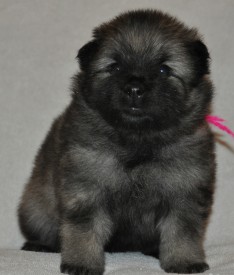 Кобель с малиновой ниткой.24д.3.jpg (760.05 КБ, Просмотров: 3132) Кобель с малиновой ниткой.24д.3.jpg