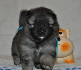 Кобель с синей ниткой.24д.1.jpg (516.85 КБ, Просмотров: 3130) Кобель с синей ниткой.24д.1.jpg