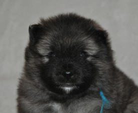 Кобель с синей ниткой.24д.4.jpg (519.26 КБ, Просмотров: 3124) Кобель с синей ниткой.24д.4.jpg