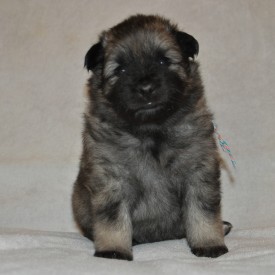 Сука с разноцветной ниткой.24д.1.jpg (619.69 КБ, Просмотров: 3384) Сука с разноцветной ниткой.24д.1.jpg