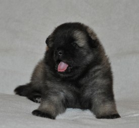 Сука с розовой ниткой.24д.2.jpg (540.45 КБ, Просмотров: 3376) Сука с розовой ниткой.24д.2.jpg