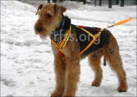 шлейка.jpg (19.04 КБ, Просмотров: 9720) шлейка.jpg