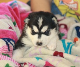 image (4).jpg (113.12 КБ, Просмотров: 10117) image (4).jpg