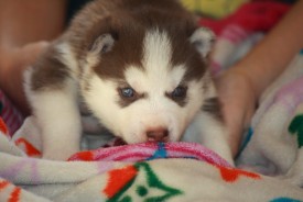 image (3).jpg (98.05 КБ, Просмотров: 9948) image (3).jpg