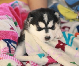 image (6).jpg (123.11 КБ, Просмотров: 10137) image (6).jpg