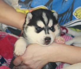 image (7).jpg (103.17 КБ, Просмотров: 10133) image (7).jpg