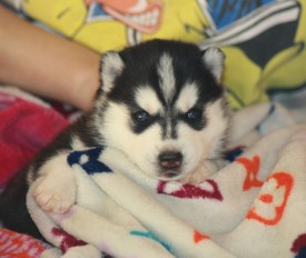 image (8).jpg (105.29 КБ, Просмотров: 9529) image (8).jpg