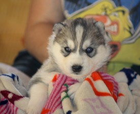 image (1).jpg (101.74 КБ, Просмотров: 2319) image (1).jpg