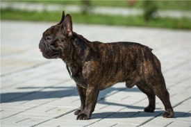 майкуш.jpg (50.67 КБ, Просмотров: 1644) майкуш.jpg