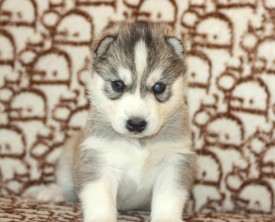 image (15).jpg (126.97 КБ, Просмотров: 10094) image (15).jpg