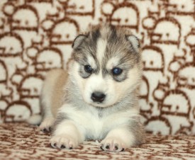 image (14).jpg (136.81 КБ, Просмотров: 9505) image (14).jpg