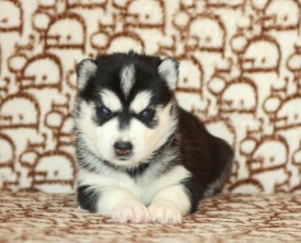 image (17).jpg (135.59 КБ, Просмотров: 9924) image (17).jpg