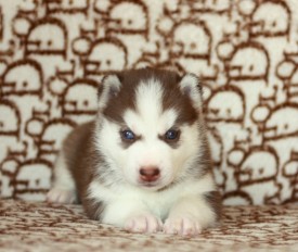 image (20).jpg (123.5 КБ, Просмотров: 9505) image (20).jpg