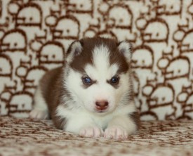 image (21).jpg (125.42 КБ, Просмотров: 10093) image (21).jpg