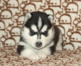 image (25).jpg (126.35 КБ, Просмотров: 10109) image (25).jpg