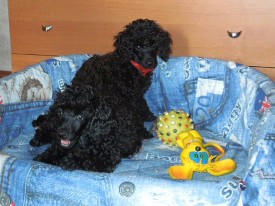 IMG_20150305_170648.jpg (90.35 КБ, Просмотров: 4607) IMG_20150305_170648.jpg