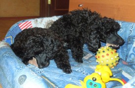 IMG_20150305_170534.jpg (202.15 КБ, Просмотров: 4138) IMG_20150305_170534.jpg