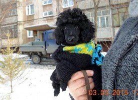 IMG_20150305_171033.jpg (117.61 КБ, Просмотров: 4589) IMG_20150305_171033.jpg