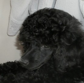 IMG_20150220_175009.jpg (48.72 КБ, Просмотров: 4145) IMG_20150220_175009.jpg