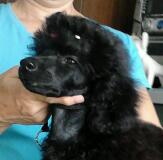 Йоше 3,5 мес.jpg (5.6 КБ, Просмотров: 4138) Йоше 3,5 мес.jpg