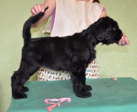 wocjsg8qXfk.jpg (89.57 КБ, Просмотров: 1507) wocjsg8qXfk.jpg