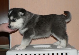 Кобель(2), 1 мес.jpg (93.28 КБ, Просмотров: 1790) Кобель(2), 1 мес.jpg