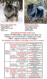 11017013_967141106629669_2852433832284611547_n.jpg (112.2 КБ, Просмотров: 2817) 11017013_967141106629669_2852433832284611547_n.jpg