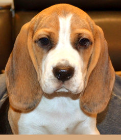 DSC_0542.jpg (315.53 КБ, Просмотров: 2011) DSC_0542.jpg