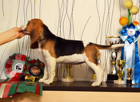 DSC_0510.jpg (542.79 КБ, Просмотров: 1894) DSC_0510.jpg