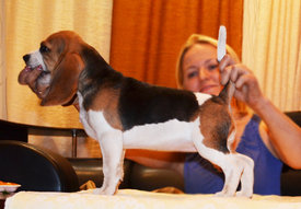 DSC_04592.jpg (654.14 КБ, Просмотров: 2008) DSC_04592.jpg