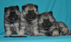 Кобели Г2-помета.37д.1.jpg1.jpg (219.94 КБ, Просмотров: 3053) Кобели Г2-помета.37д.1.jpg1.jpg