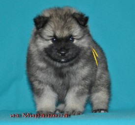 Кобель с желтой ниткой.37д.1.jpg1.jpg (245.81 КБ, Просмотров: 3033) Кобель с желтой ниткой.37д.1.jpg1.jpg