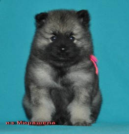 Кобель с малиновой ниткой.37д.2.jpg1.jpg (319.93 КБ, Просмотров: 3053) Кобель с малиновой ниткой.37д.2.jpg1.jpg