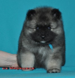 Кобель с синей ниткой.37д.2.jpg1.jpg (314.22 КБ, Просмотров: 3307) Кобель с синей ниткой.37д.2.jpg1.jpg