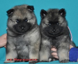 Суки Г2-помета.37д.2.jpg1.jpg (300.98 КБ, Просмотров: 2794) Суки Г2-помета.37д.2.jpg1.jpg