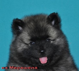 Суки с розовой ниткой.37д.3.jpg1.jpg (308.65 КБ, Просмотров: 3052) Суки с розовой ниткой.37д.3.jpg1.jpg