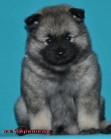 Суки с разноцветной ниткой.37д.1.jpg1.jpg (361.38 КБ, Просмотров: 3032) Суки с разноцветной ниткой.37д.1.jpg1.jpg