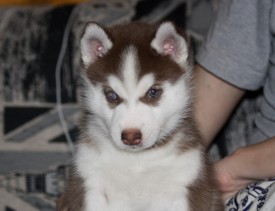 ogagNLJ3_vA.jpg (149.79 КБ, Просмотров: 2099) ogagNLJ3_vA.jpg