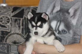 miSRhiJ2EH4.jpg (131.88 КБ, Просмотров: 2261) miSRhiJ2EH4.jpg