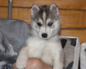 eTkznuSa6Qs.jpg (167.84 КБ, Просмотров: 2252) eTkznuSa6Qs.jpg