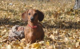 C38ZWckH.jpg (107.73 КБ, Просмотров: 1650) C38ZWckH.jpg