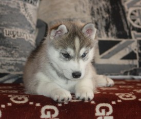 dGzwJyWovPg.jpg (175.59 КБ, Просмотров: 10048) dGzwJyWovPg.jpg