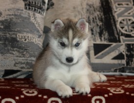 jDKhUa-wPx0.jpg (181.89 КБ, Просмотров: 9456) jDKhUa-wPx0.jpg