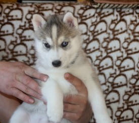 sl_a5bo7CgQ.jpg (180.42 КБ, Просмотров: 10060) sl_a5bo7CgQ.jpg