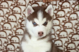 qHw6y7MQnIM.jpg (157.84 КБ, Просмотров: 10064) qHw6y7MQnIM.jpg